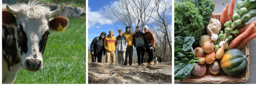 A cow, a family and winter vegetables