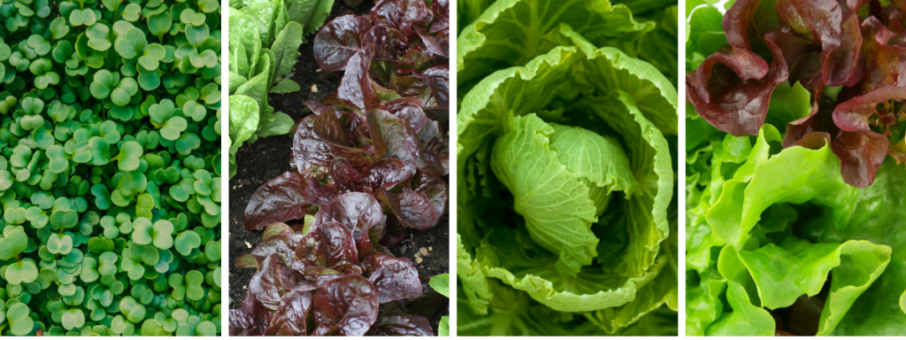 images of different types of lettuce