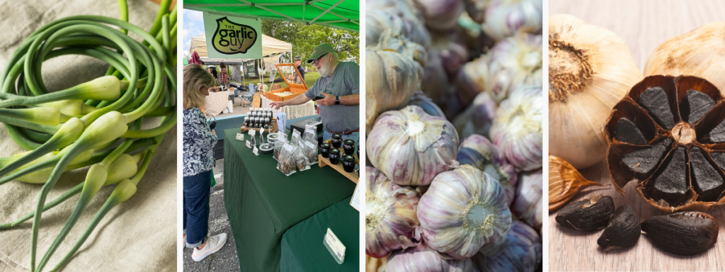 Garlic varieties from Lindon Garlic Farm
